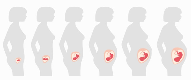 The most important stages of pregnancy in a woman from the first month